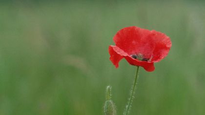 Il tessuto della Resistenza